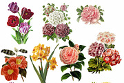 Cottage Garden Flowers Set 1, a Graphic by Digital Vintage (Thumbnail 2 of 2)