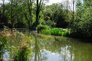 Tranquil lake scene with greenery and a black swan in Caldas da Rainha, a Photo by AS photostudio