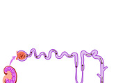 Biology & Anatomy goodnotes stickers, an Education Illustration by Noorist (Thumbnail 12 of 32)