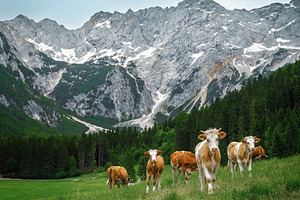 Herd of cows grazing on the pasture, a Nature Photo by Alpine Dreams