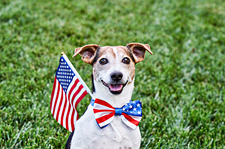 Dog posing in American flag bow tie