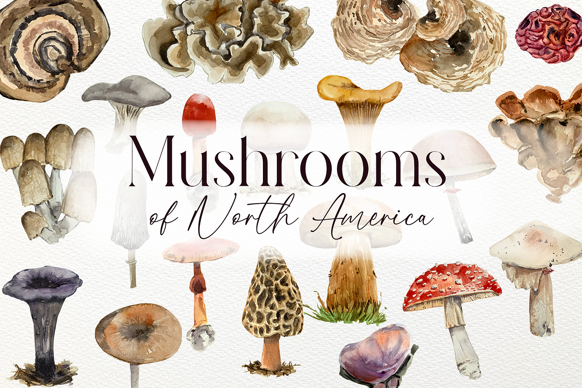 America Mushroom Watercolor Set, an Education Illustration by Tati Bordiu (Photo 1 of 6)