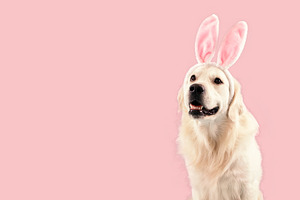 Happy cute golden retriever dog wearing bunny ears, looking aside at copy space, a Photo by Prostock-Studio