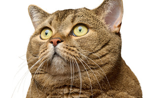 Portrait of a gray cat with yellow eyes on an isolated backgroun, an Animal Photo by ndanko