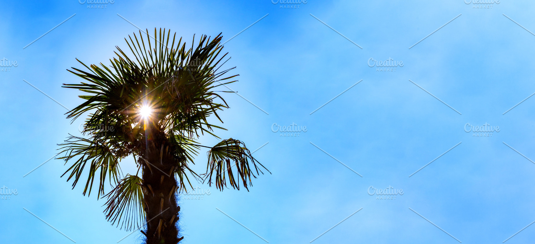 Sunlight shines through a tropical palm tree against a vibrant blue sky, evokin, a Nature Photo by Ales Munt