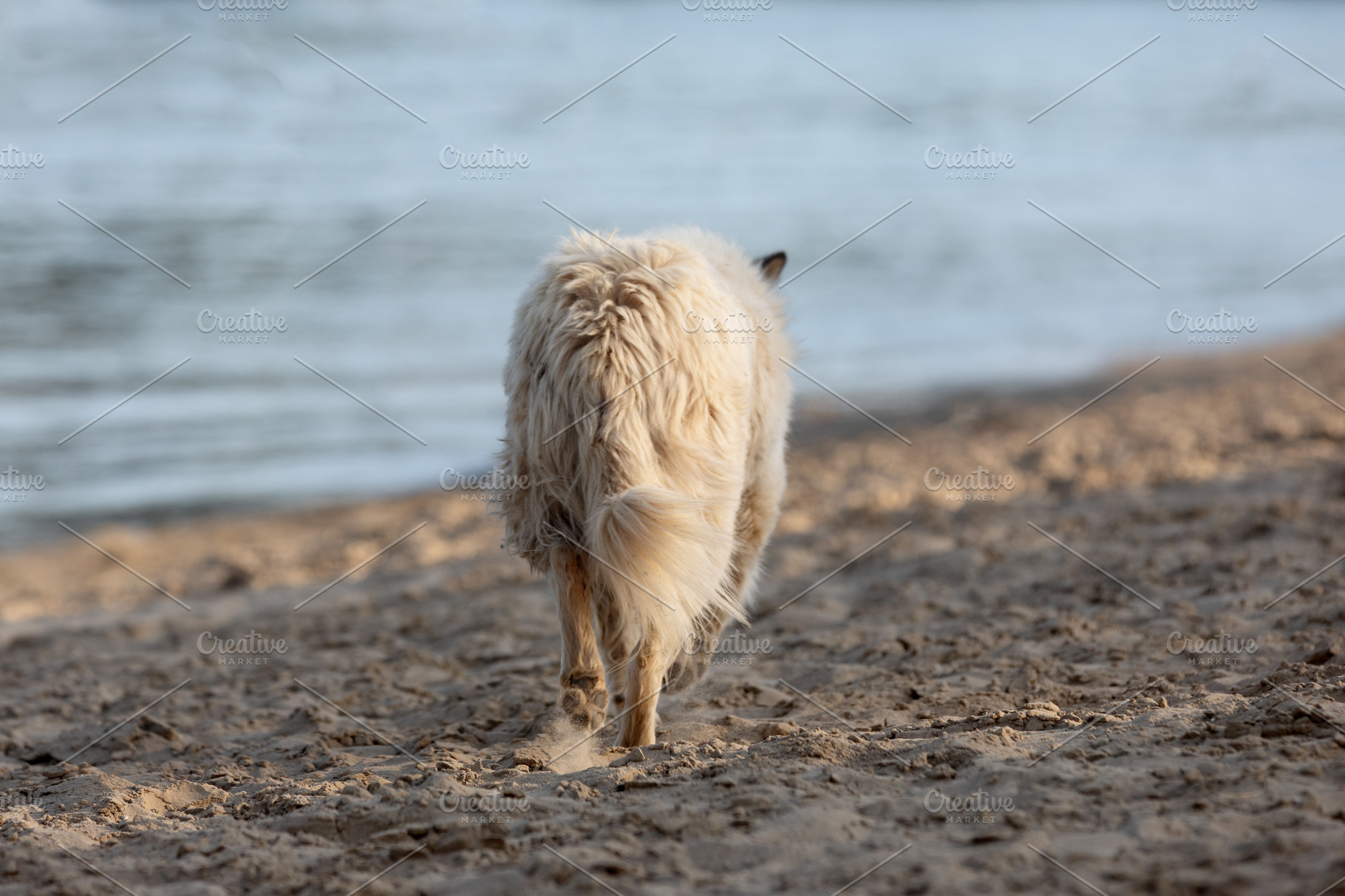 Fluffy dog walking along a sandy beach near calm water, captured from behind in, an Animal Photo by Ales Munt