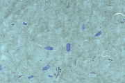 7 Mulberry Paper Textures, a Texture Graphic by Mokr (Thumbnail 8 of 8)
