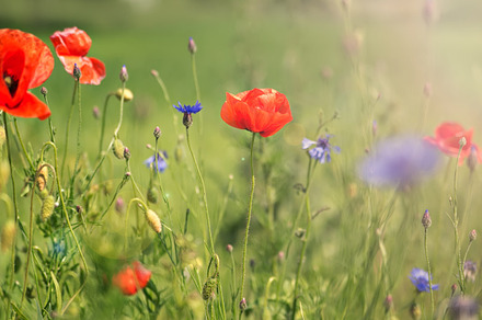 Poppy featuring field, red, and garden, a Nature Photo by SunnyDay