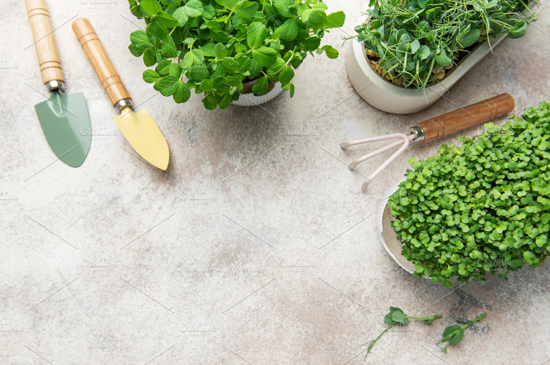 Growing microgreens with gardening tools on light background, a Food & Drink Photo by Olena Rudo