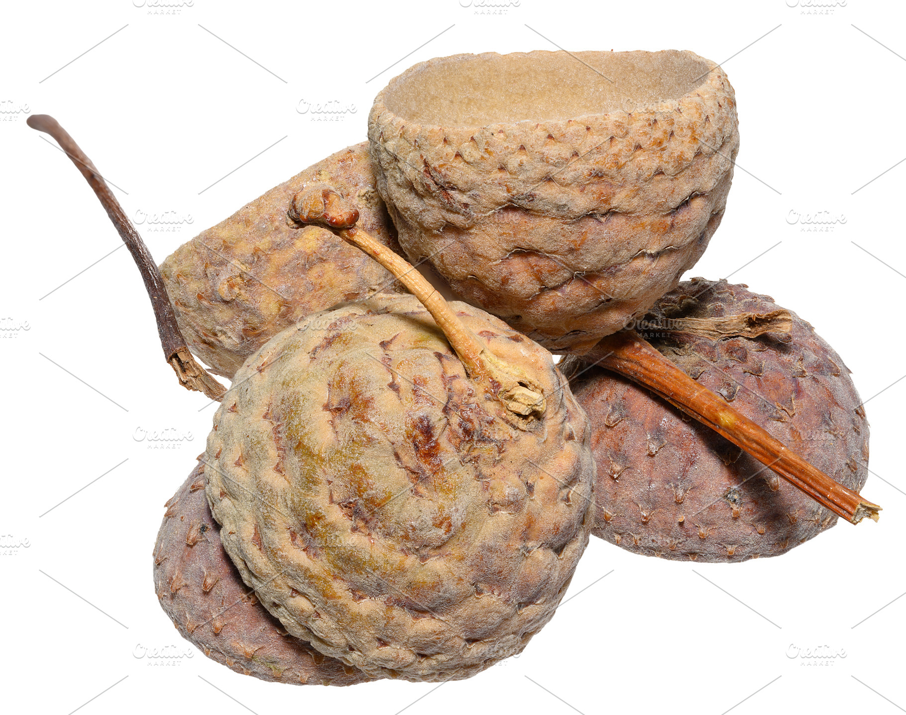 Fluffy cups of acorns with short stems on an isolated background, a Nature Photo by ndanko