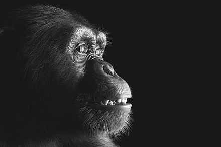 Chimpanzee monkey portrait on black, an Animal Photo by Photocreo Michal Bednarek