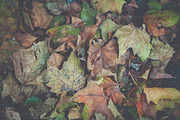 Autumn leaves bundle containing autumn, autumnal, and bundle, a Nature Photo by North & Beard Ltd (Thumbnail 4 of 5)