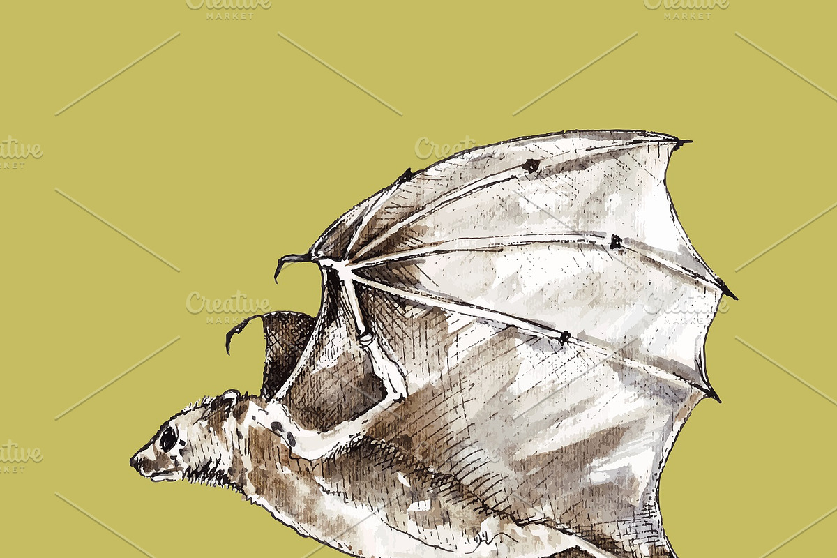 Vampire bats, watercolor/ink/vector, an Animal Illustration by Watercolor_Vector Graphic (Photo 15 of 22)
