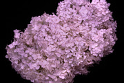 Graceful Blooms Hydrangea, a Nature Photo by M.Pellot Photography (Thumbnail 2 of 2)