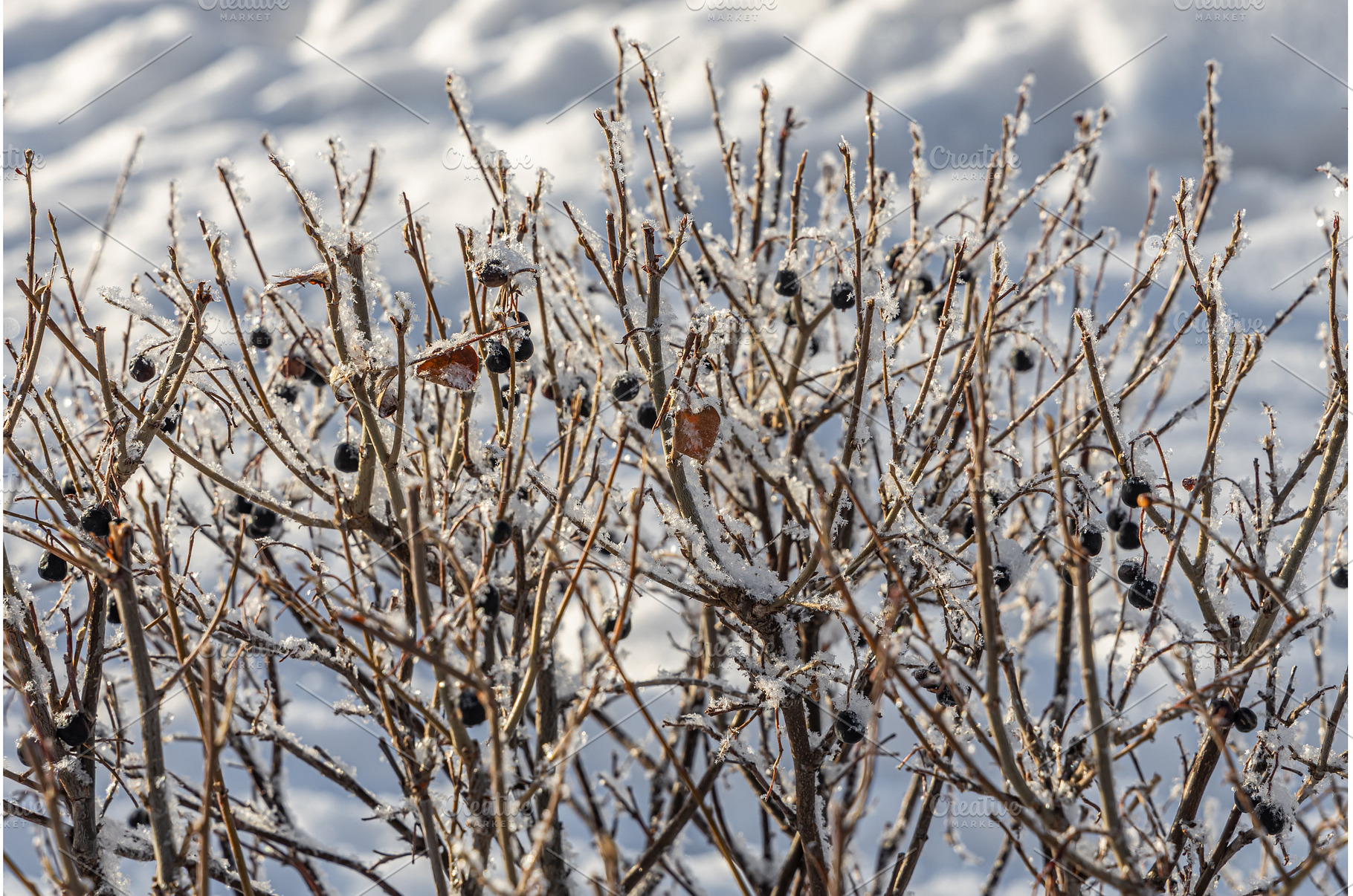 The branches of bushes with snow in, a Nature Photo by Illustrations&photos