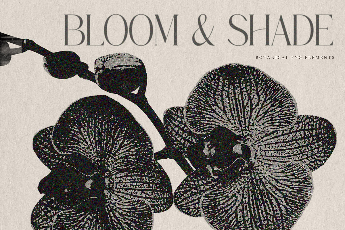 Bloom & Shade Botanical PNG Elements, an Object Graphic by alonahaidash (Photo 10 of 13)