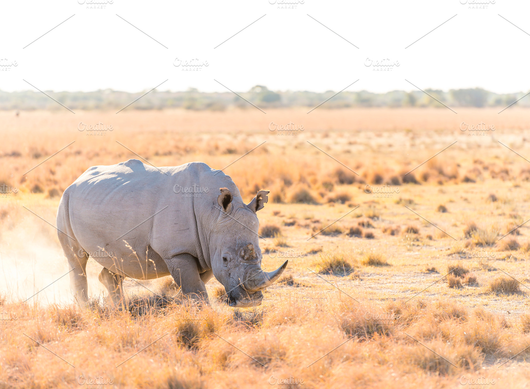 White Rhino Marking Territory, an Animal Photo by THP Creative