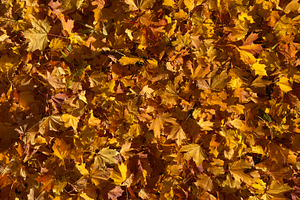 A ground covered with vibrant autumn leaves in shades of yellow and orange, a Nature Photo by Textures & Backgrounds