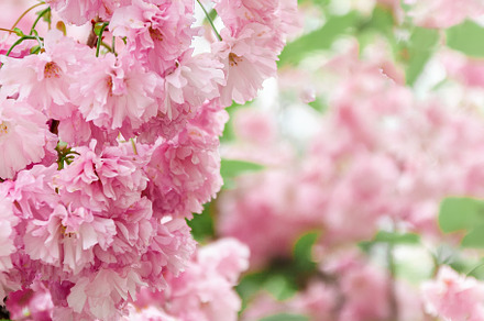 Background from pink sakura flowers in bloom on a tree in the su, a Nature Photo by TanaCh