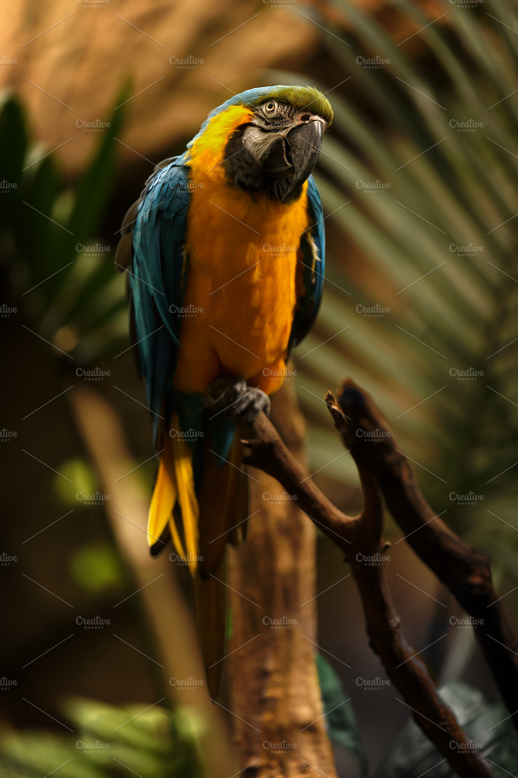 Blue-and-yellow macaw on a branch in, an Animal Photo by Perpis