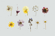 BUNDLE - Dry Flowers & Leaves, an Object Graphic by Sparrow & Snow (Thumbnail 15 of 28)
