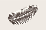 High detail hand drawn palm leaf, a Decorative Illustration by TheMountBirdStudio (Thumbnail 2 of 2)