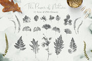 Herbarium: Design Set, a Graphic by Lumitar (Thumbnail 13 of 14)