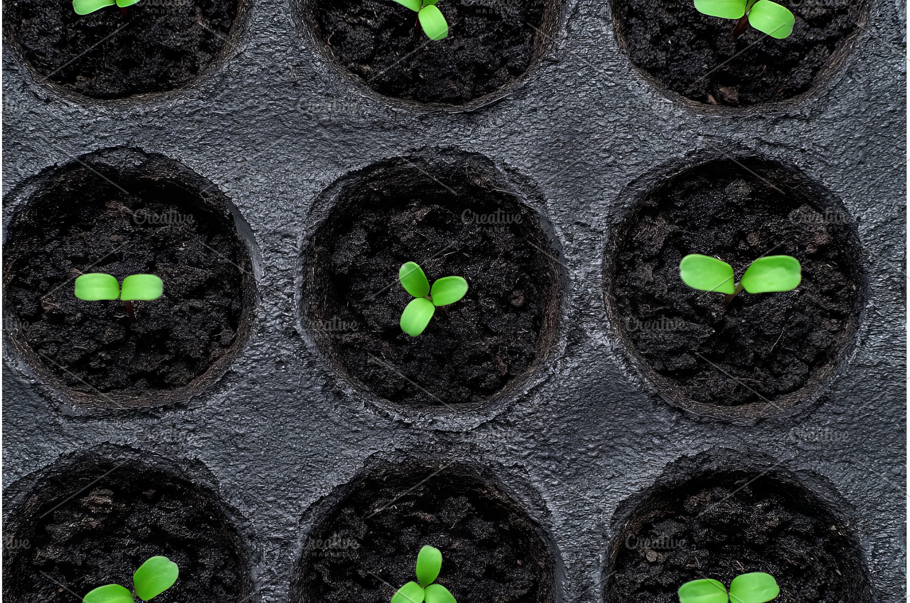 A microgreen farm is showcased from, a Food & Drink Photo by ZinetroN