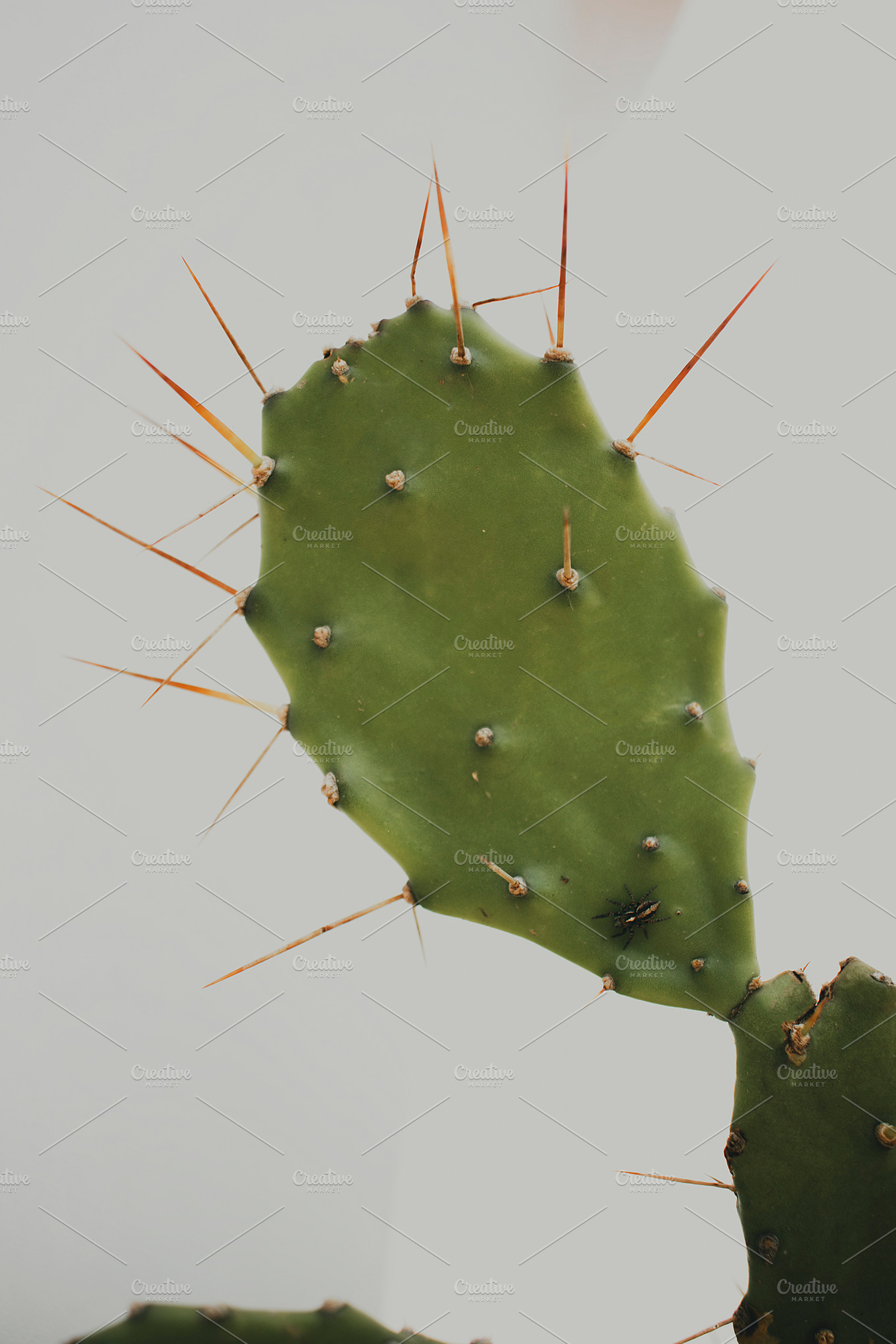 Cactus with spider containing green, cactus, and plant, a Nature Photo by René Jordaan Photography