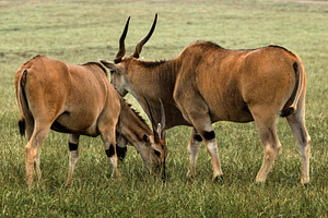 Pair of eland antelopes grazing in a, an Animal Photo by Perpis