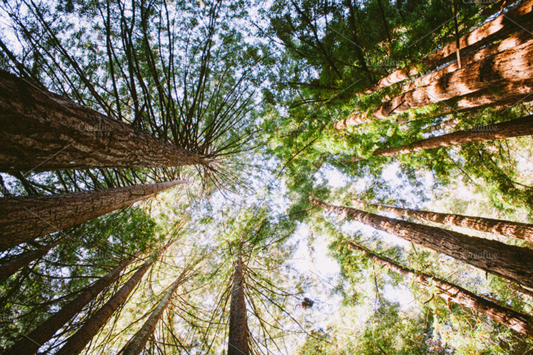 Pointing Up To The Heavens