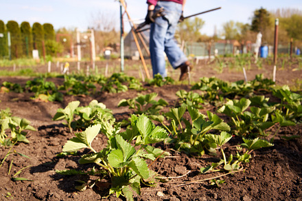 Young strawberry plants growing in soil in a garden, with a gard, a Food & Drink Photo by Madeleine Steinbach