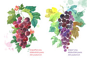 Watercolor Grapes & Ornament Set, an Illustration by Marina.Markizova (Thumbnail 3 of 5)