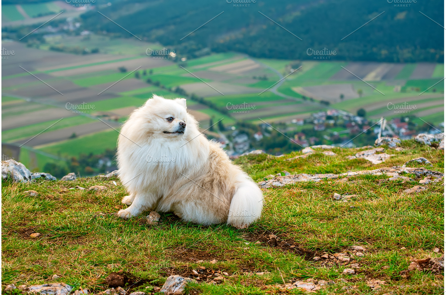 Fluffy Pomeranian dog sitting on a, an Animal Photo by Nature and travel