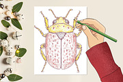 Hand Drawn Insects and Bugs Clipart, a Seasonal Illustration by CitraGraphics (Thumbnail 5 of 6)