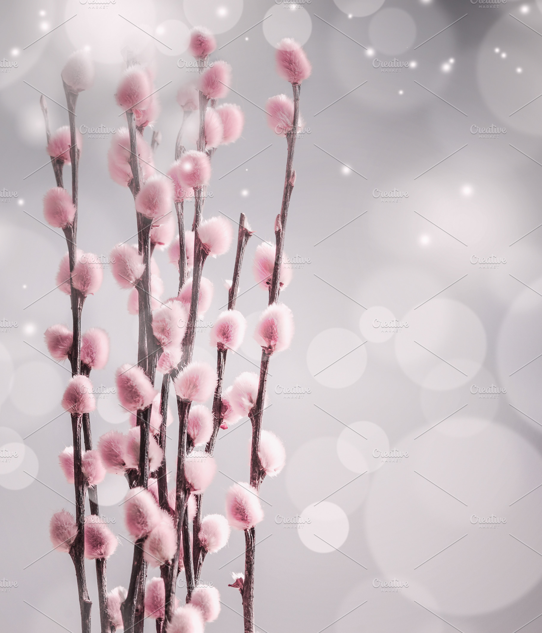 Furry pink catkin at bokeh, a Background Photo by VICUSCHKA