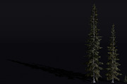 The Sabalpine Fir Tree, a Plants & Tree 3D Model by FuturePastCreatives (Thumbnail 1 of 6)