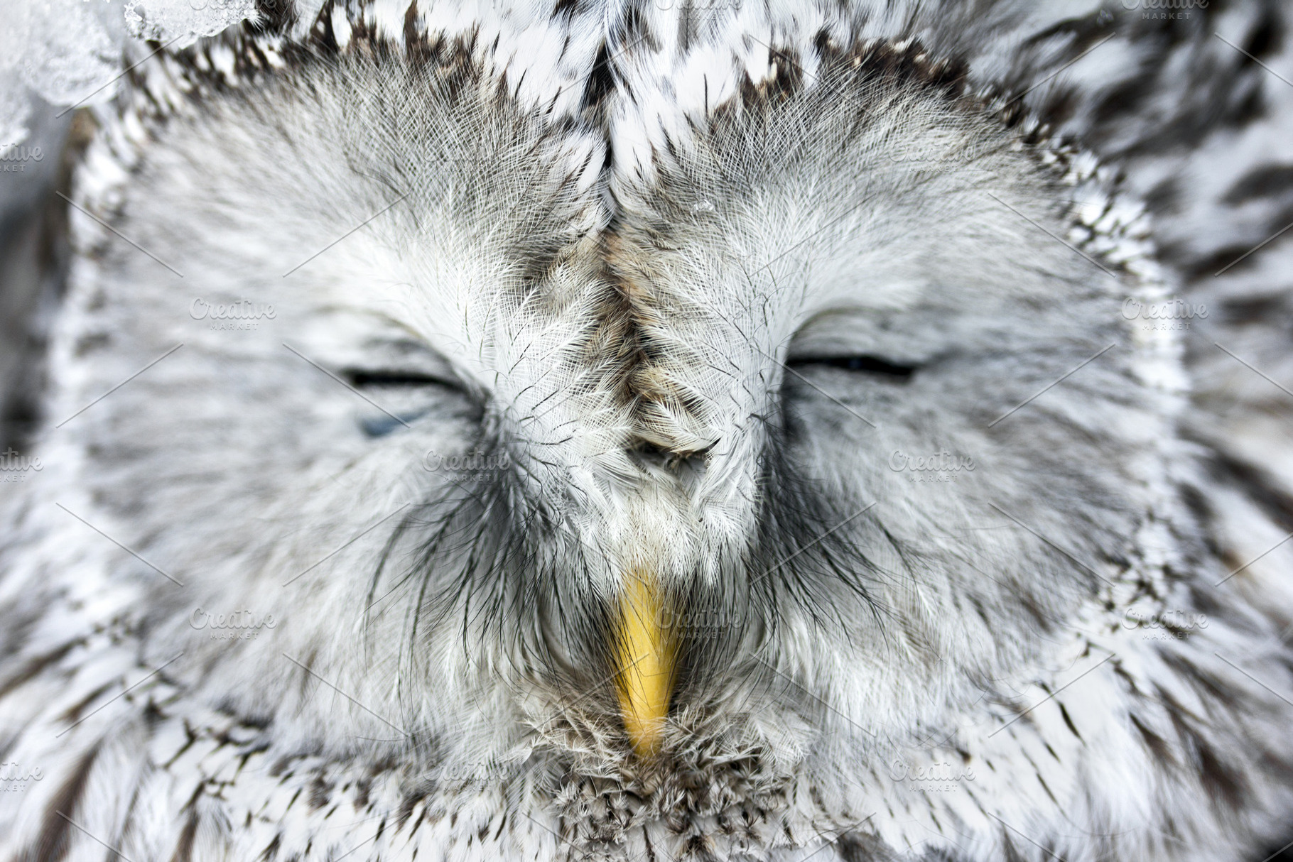 Owl with closed eyes., an Animal Photo by Vov4h