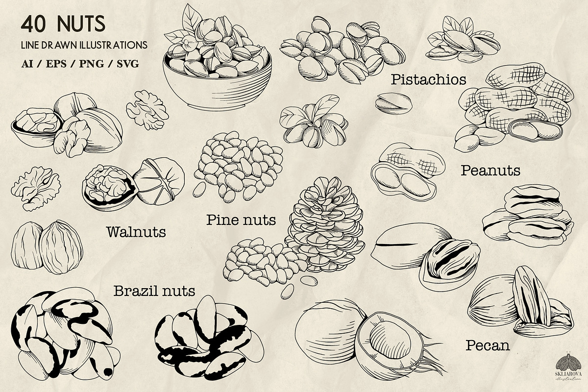 Nuts Line Art + Procreate, a Food Illustration by Skliarova (Photo 2 of 3)