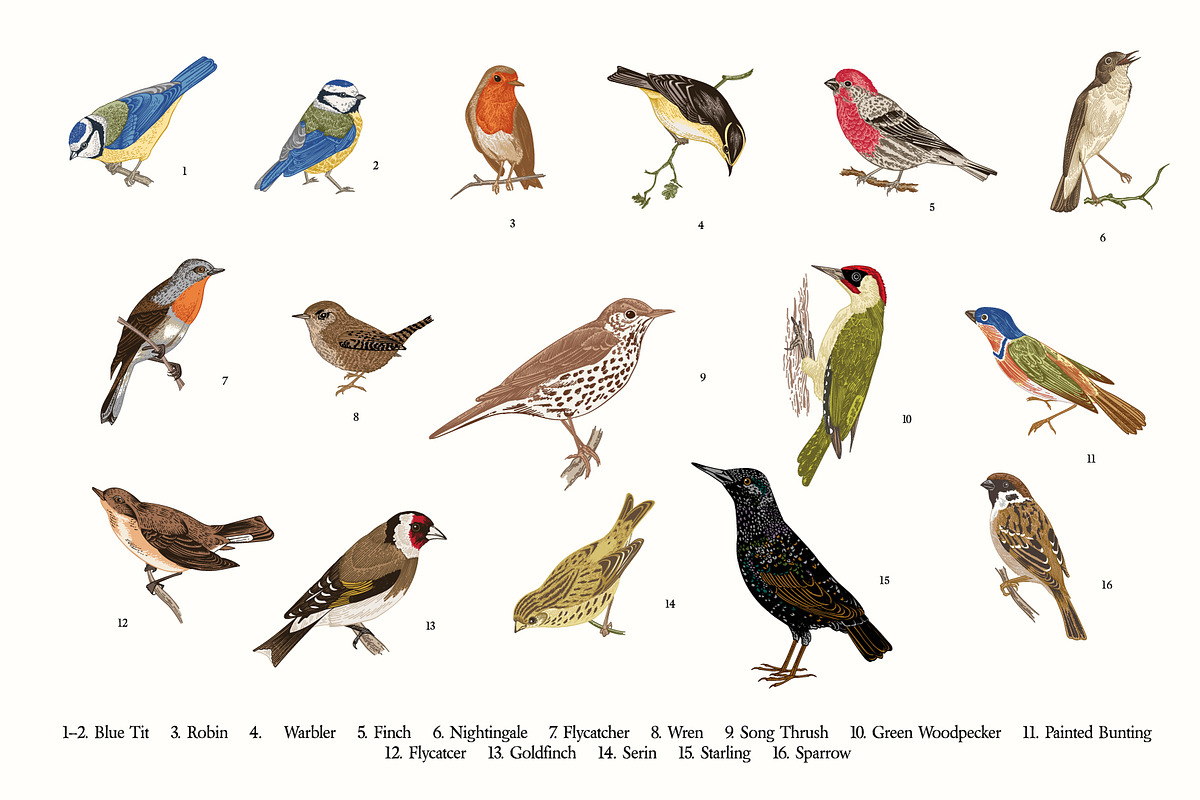 Garden Birds, an Illustration by olga.korneeva (Photo 3 of 5)