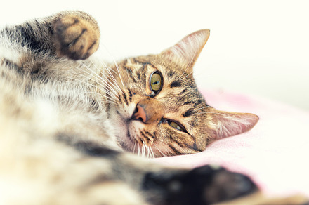 The tabby cat relaxing stock photo containing cat and pet