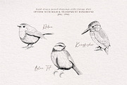 Small Birds hand drawn graphics, an Illustration by Pigment Café (Thumbnail 3 of 4)