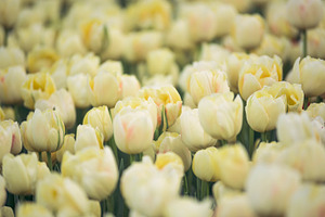 Tulip flowers stock photo containing garden and netherlands