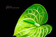 Wedding Tropical flower bundle, an Illustration by NNclipart (Thumbnail 9 of 9)
