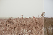 Foggy fields- 6 presets for Lr preview 3