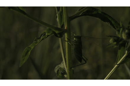 Macro view of a green grasshopper, an Animal Photo by Media Whale Stock