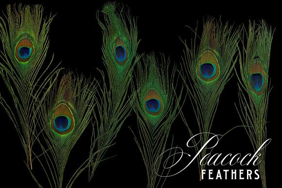 Peacock Feather Graphics