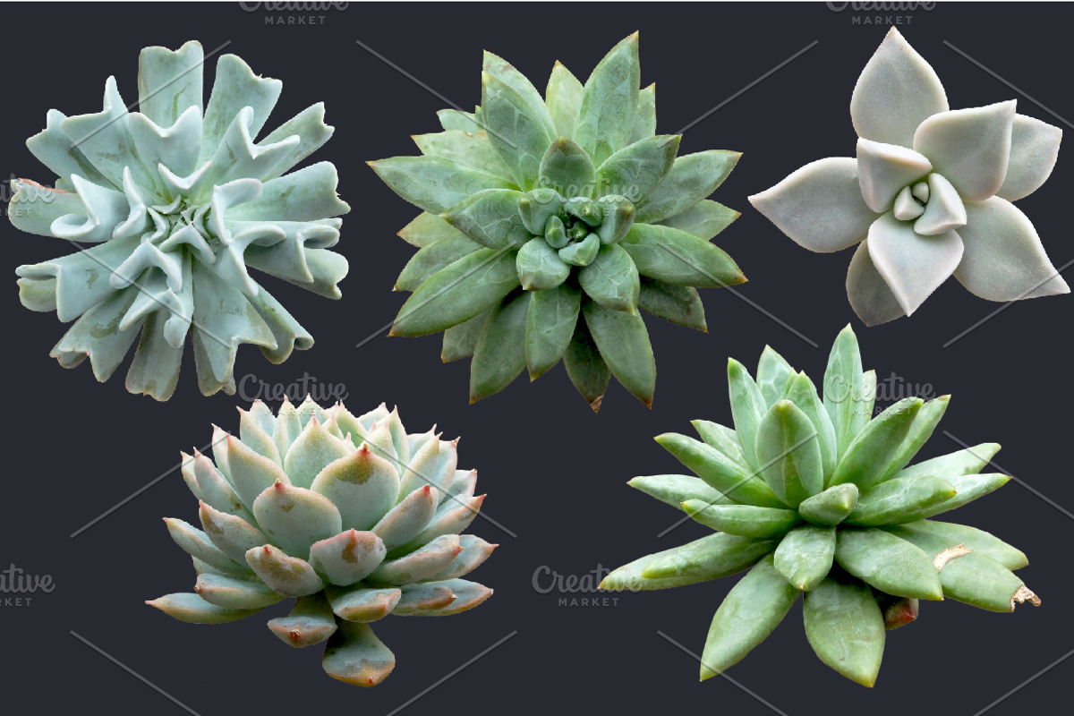 Succulents - Botanic Specimens, an Object Graphic by Turning Moss (Photo 3 of 5)