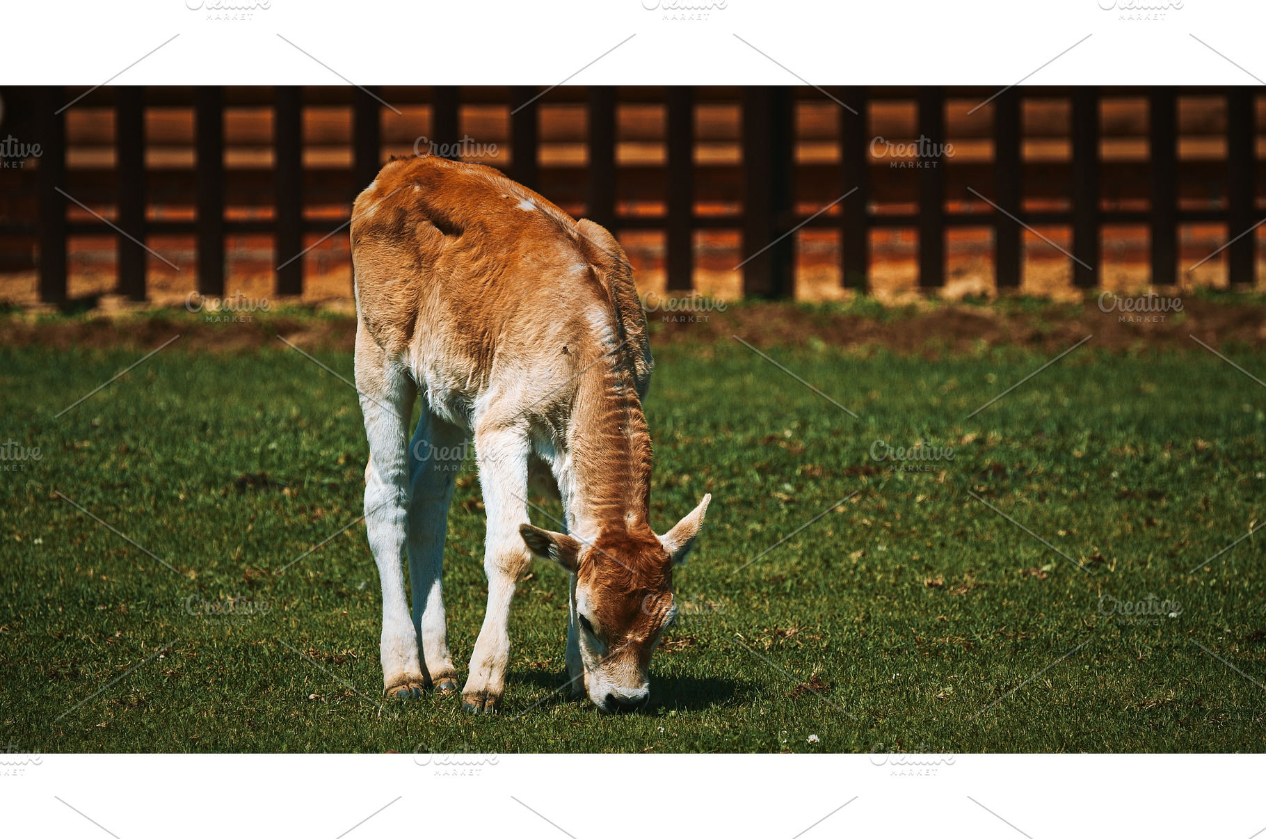 Hungarian Grey Steppe calf. Podolic, an Animal Photo by Our Amazing World