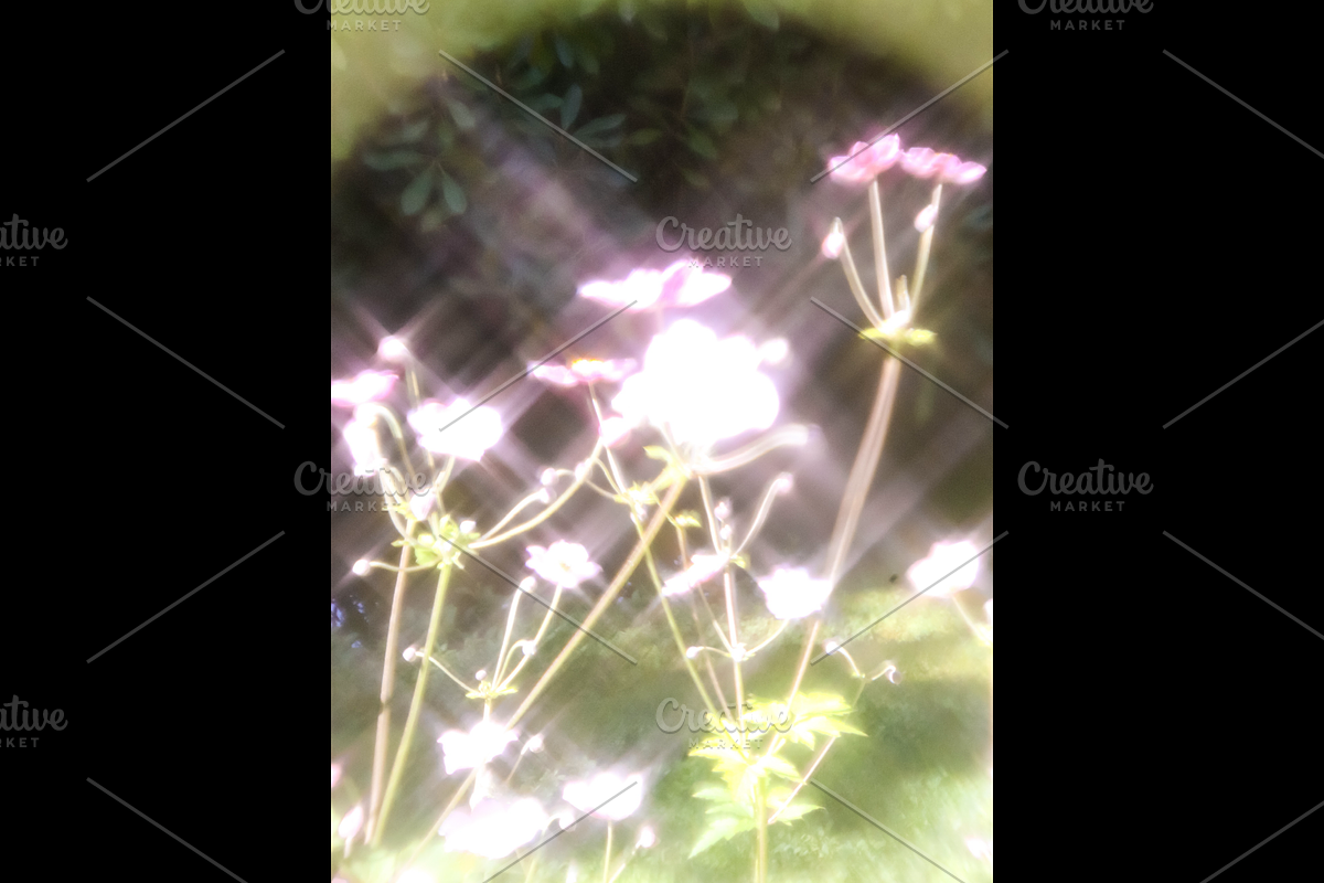Dreamy, Ethereal Flower Photo Bundle, a Nature Photo by AmandaFagan (Photo 5 of 13)